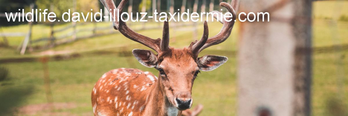 wildlife.david-illouz-taxidermie.com